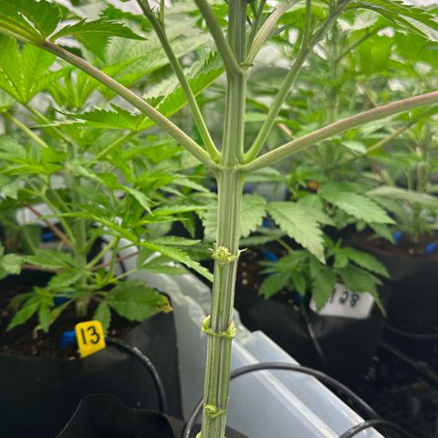 CxLAZ #16 50.72g growlog photo: Lollipoped