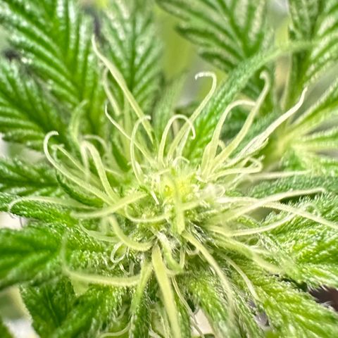 CxLAZ #16 50.72g growlog photo: Pollenated bud site
