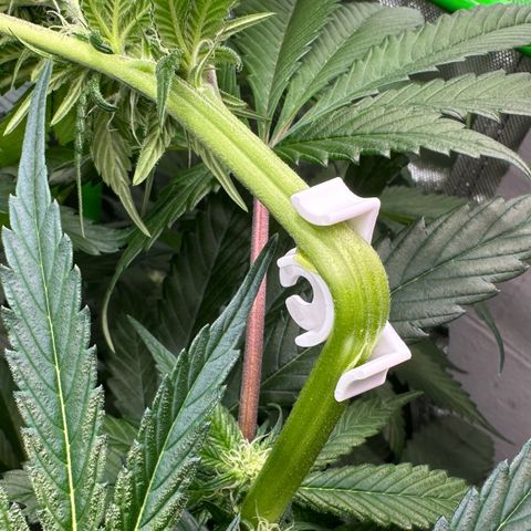 CxLAZ #16 50.72g growlog photo: Top training 