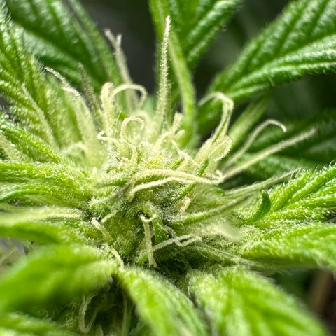 CxLAZ #16 50.72g growlog photo: Pollenated bud site
