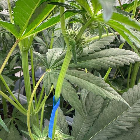 CxLAZ #16 50.72g growlog photo: Pollenated bud site