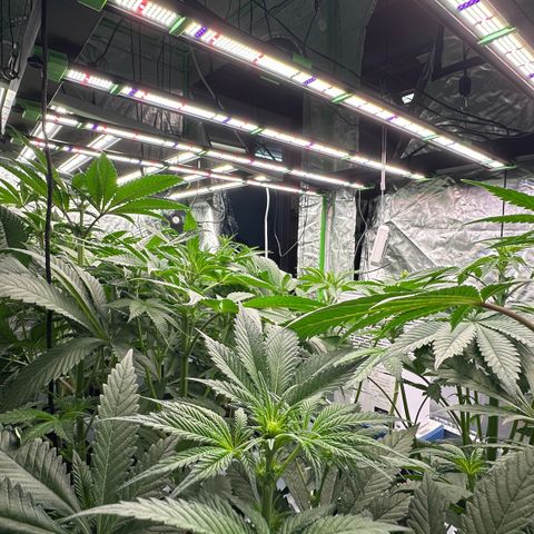 CxLAZ #16 50.72g growlog timeline photo