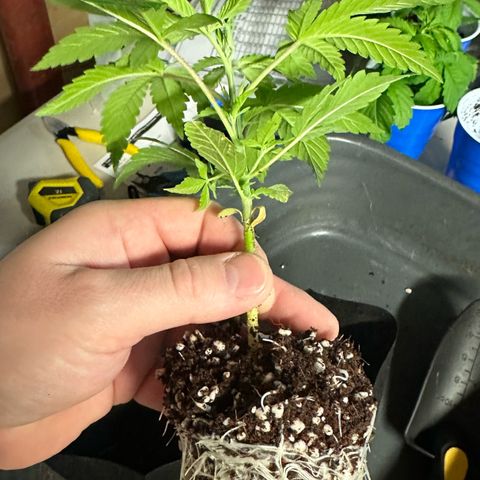 Misc x (LA Kush x Zkittles) #26 60.7g growlog timeline photo