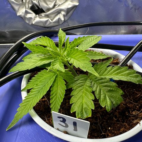 Shaman growlog timeline photo