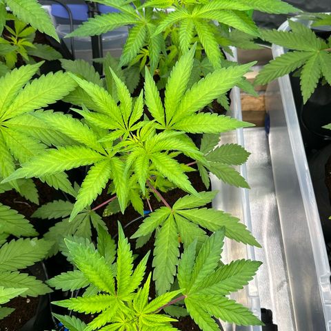 CxLAZ #16 50.72g growlog timeline photo