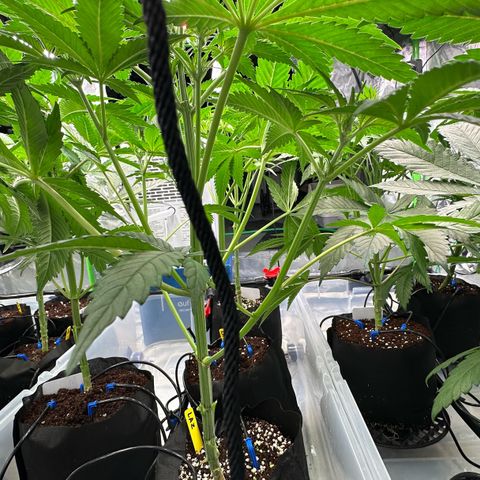 CxLAZ #16 50.72g growlog timeline photo