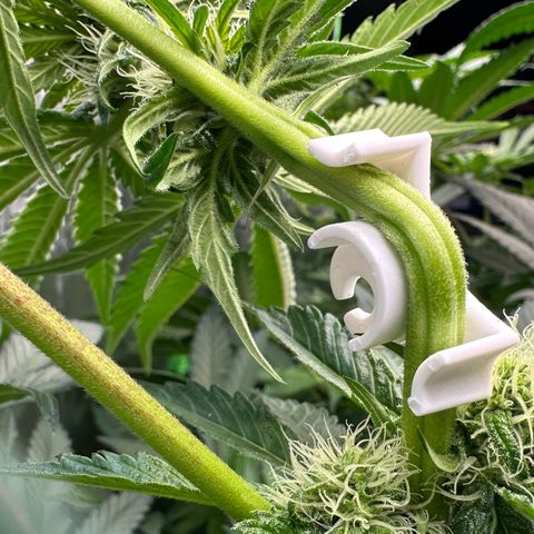 CxLAZ #16 50.72g growlog photo: Top training 