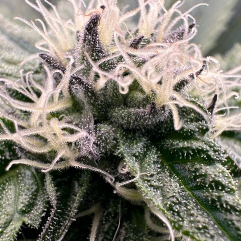 CxLAZ #16 50.72g growlog timeline photo