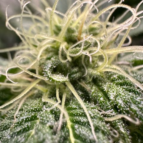 Misc x (LA Kush x Zkittles) #10 growlog timeline photo