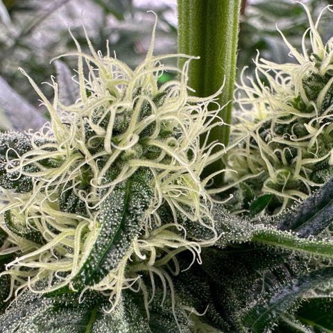 CxLAZ #31 58.75g growlog timeline photo