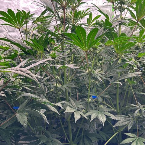 CxLAZ #31 58.75g growlog timeline photo