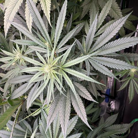 CxLAZ #15 52g growlog timeline photo