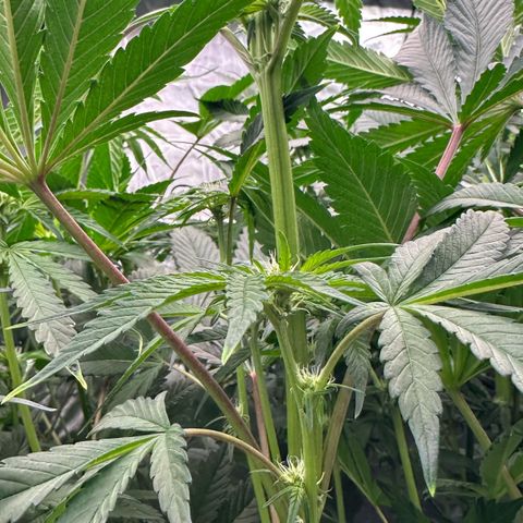 CxLAZ #31 58.75g growlog timeline photo
