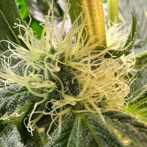 CxLAZ #20 13.7g growlog timeline photo