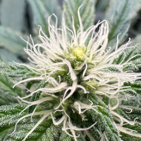 CxLAZ #15 52g growlog timeline photo