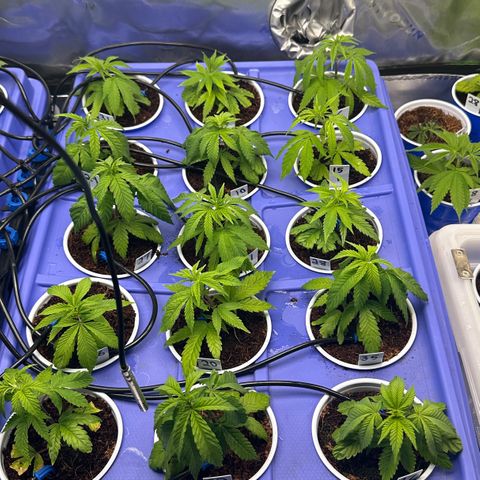 Shaman growlog timeline photo