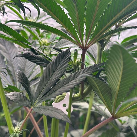 Misc x (LA Kush x Zkittles) #26 60.7g growlog timeline photo