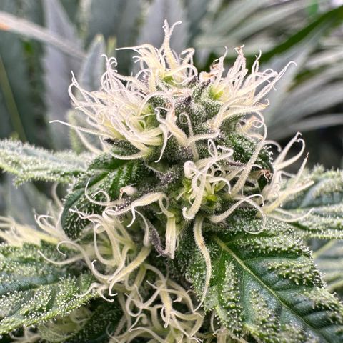 CxLAZ #31 58.75g growlog timeline photo