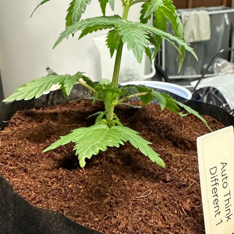 Auto Think Different  #1 growlog photo: Transplanted into 1 gal