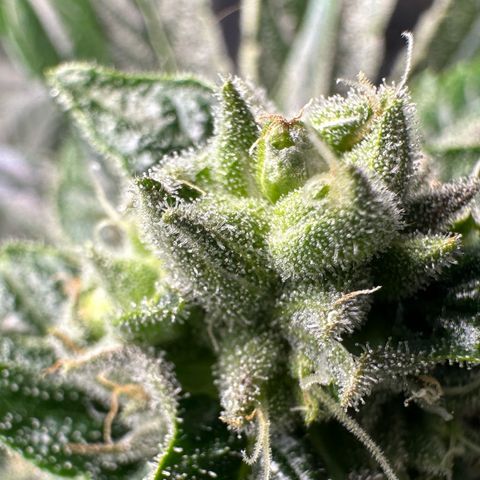 Misc x (LA Kush x Zkittles) #26 60.7g growlog timeline photo