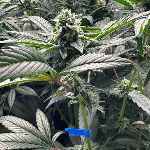 Misc x (LA Kush x Zkittles) #26 60.7g growlog timeline photo