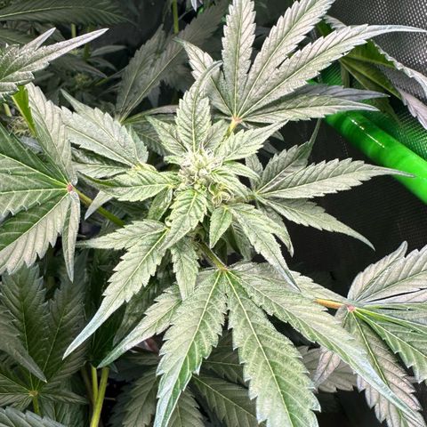 Misc x (LA Kush x Zkittles) #37 42.26g growlog timeline photo