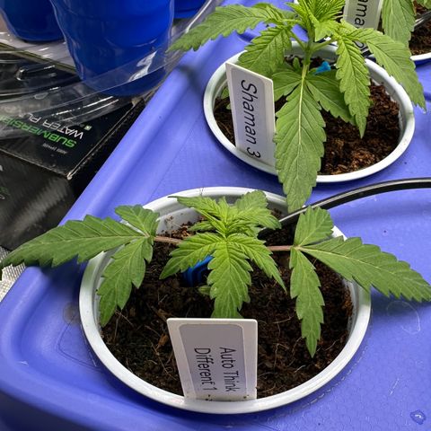 Auto Think Different  #1 growlog timeline photo