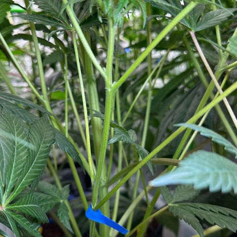 Misc x (LA Kush x Zkittles) #10 growlog timeline photo