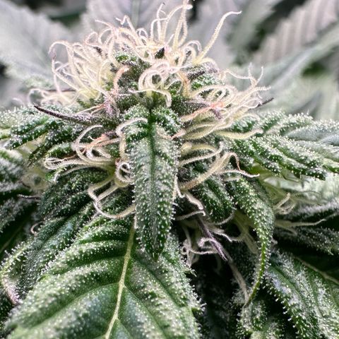 Misc x (LA Kush x Zkittles) #35 28.55g growlog timeline photo