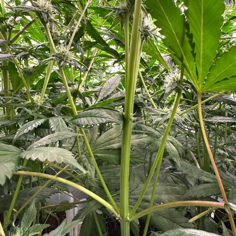 CxLAZ #16 50.72g growlog timeline photo