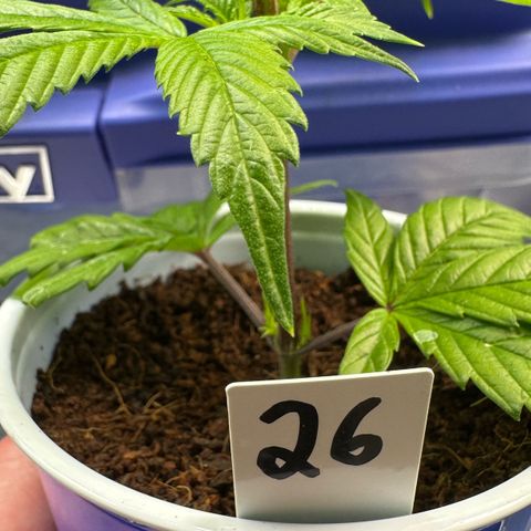 MiscxLAZ #26 C #2 growlog timeline photo