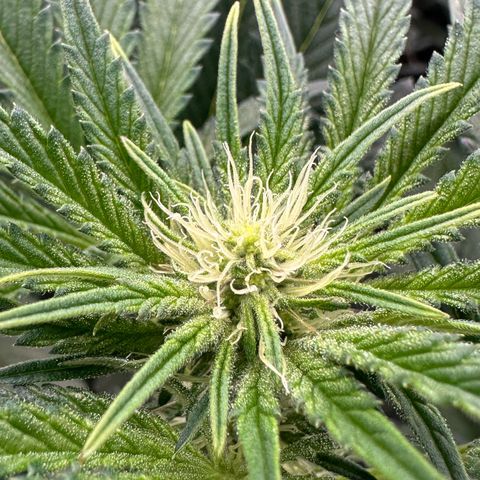 Misc x (LA Kush x Zkittles) #23 28.19g growlog timeline photo