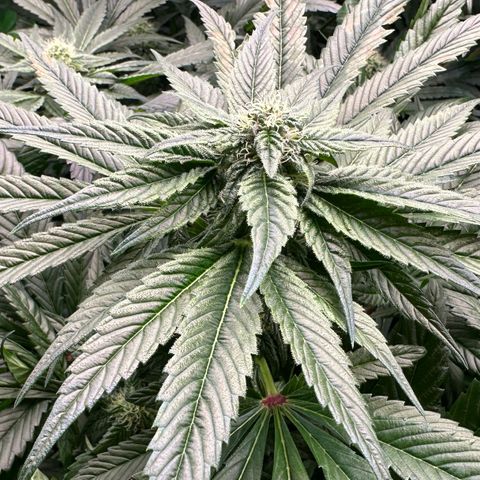 Misc x (LA Kush x Zkittles) #35 28.55g growlog timeline photo