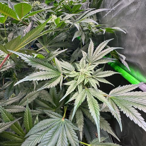 Misc x (LA Kush x Zkittles) #37 42.26g growlog timeline photo