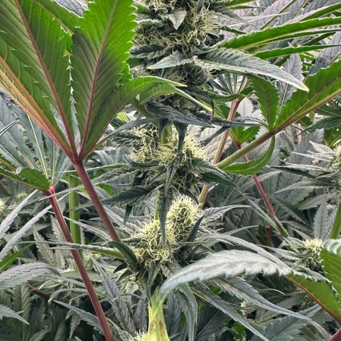 CxLAZ #31 58.75g growlog timeline photo