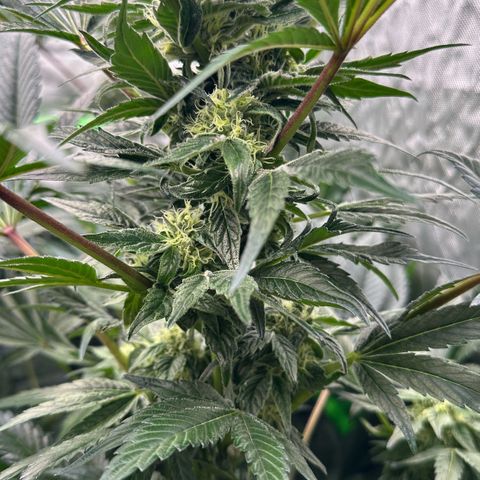 Misc x (LA Kush x Zkittles) #37 42.26g growlog timeline photo