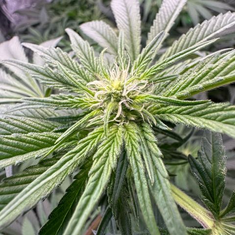 CxLAZ #03 45.52g growlog timeline photo