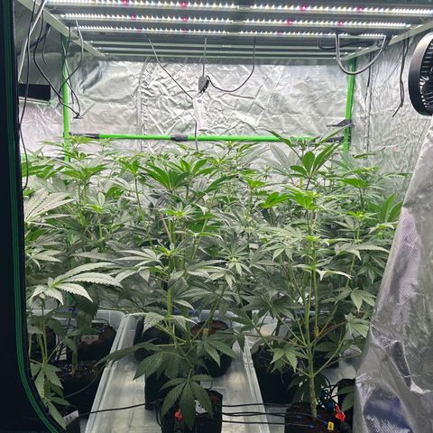 CxLAZ #16 50.72g growlog timeline photo