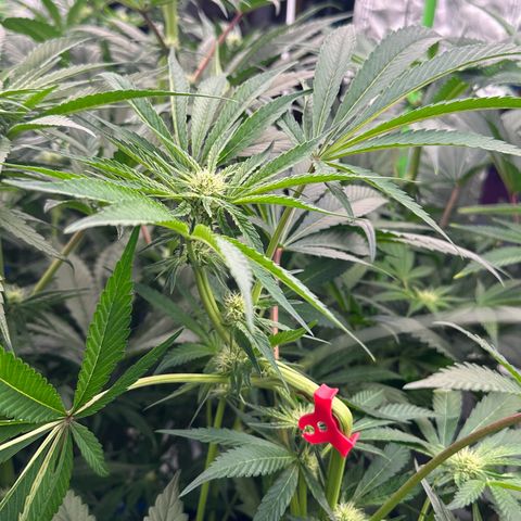 CxLAZ #14 53.59g growlog timeline photo