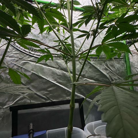 CxLAZ #15 52g growlog timeline photo