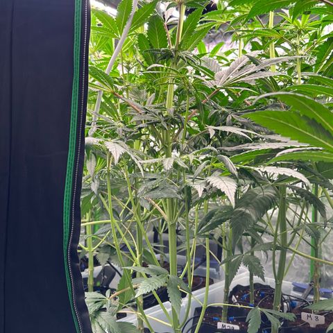 Misc x (LA Kush x Zkittles) #33 19.08g growlog timeline photo