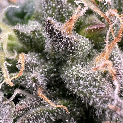 Misc x (LA Kush x Zkittles) #26 60.7g growlog timeline photo