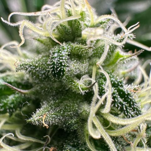 CxLAZ #31 58.75g growlog timeline photo
