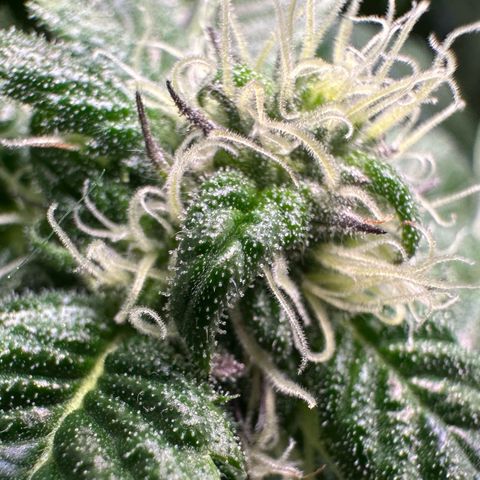 Misc x (LA Kush x Zkittles) #35 28.55g growlog timeline photo