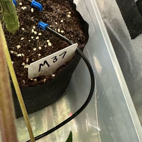Misc x (LA Kush x Zkittles) #37 42.26g growlog timeline photo