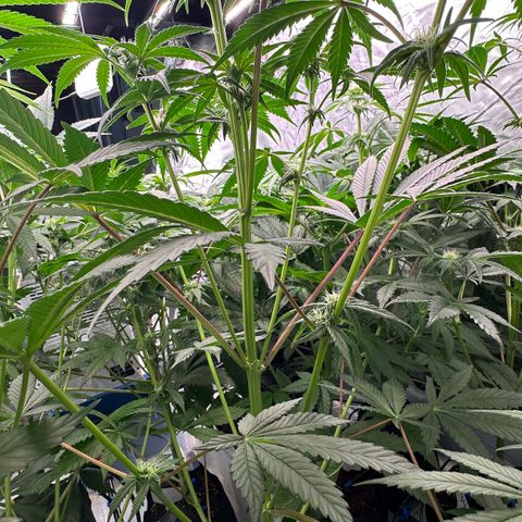 CxLAZ #03 45.52g growlog timeline photo