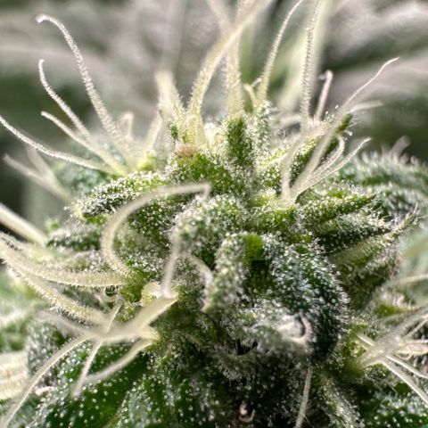 CxLAZ #16 50.72g growlog timeline photo