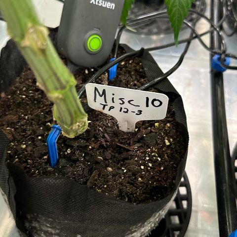 Misc x (LA Kush x Zkittles) #10 growlog timeline photo