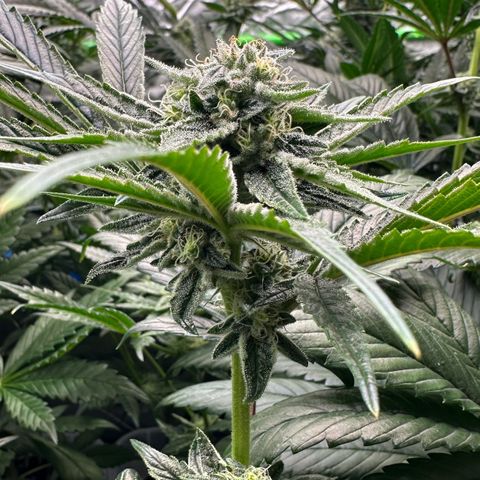 Misc x (LA Kush x Zkittles) #26 60.7g growlog timeline photo