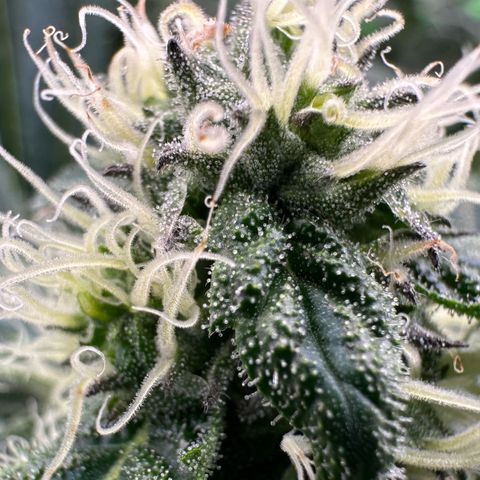 CxLAZ #31 58.75g growlog timeline photo